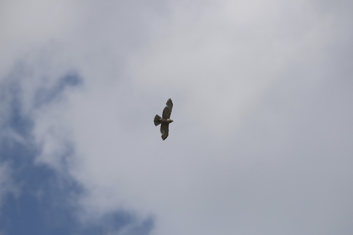 Broad-winged Hawk - Lauren Grimes