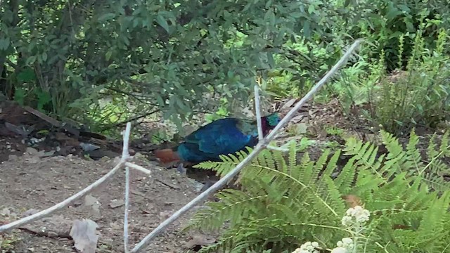 Himalayan Monal - ML570907641