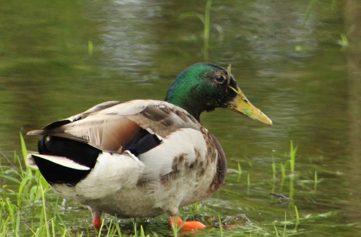 Mallard - ML570908021