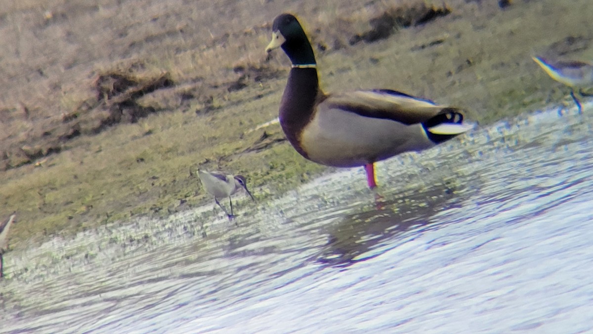 Wilson's Phalarope - CHRISTOPHER KEEN