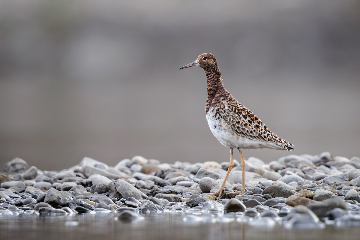 Ruff - Frédérick Lelièvre