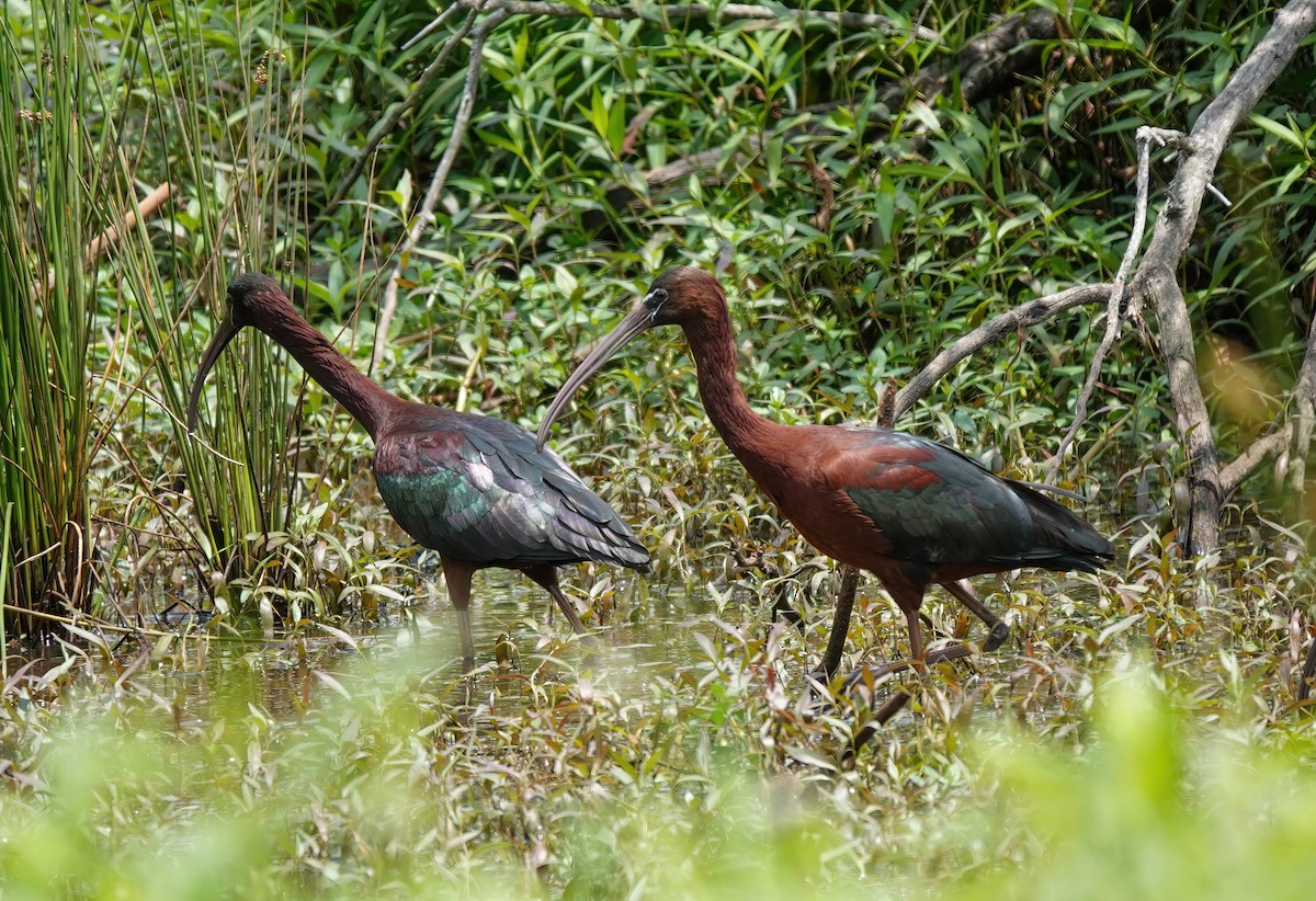 ibis hnědý - ML570911601