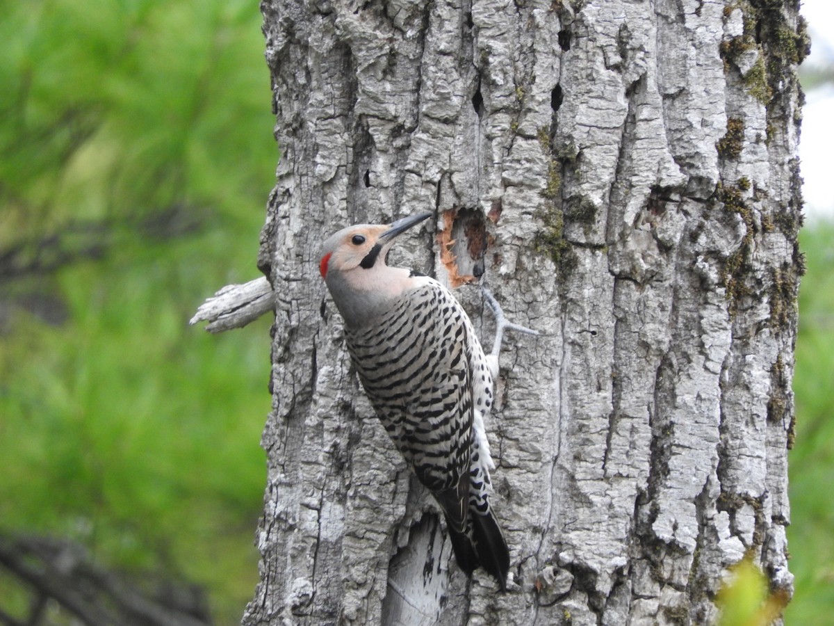 Northern Flicker (Yellow-shafted) - ML570914051