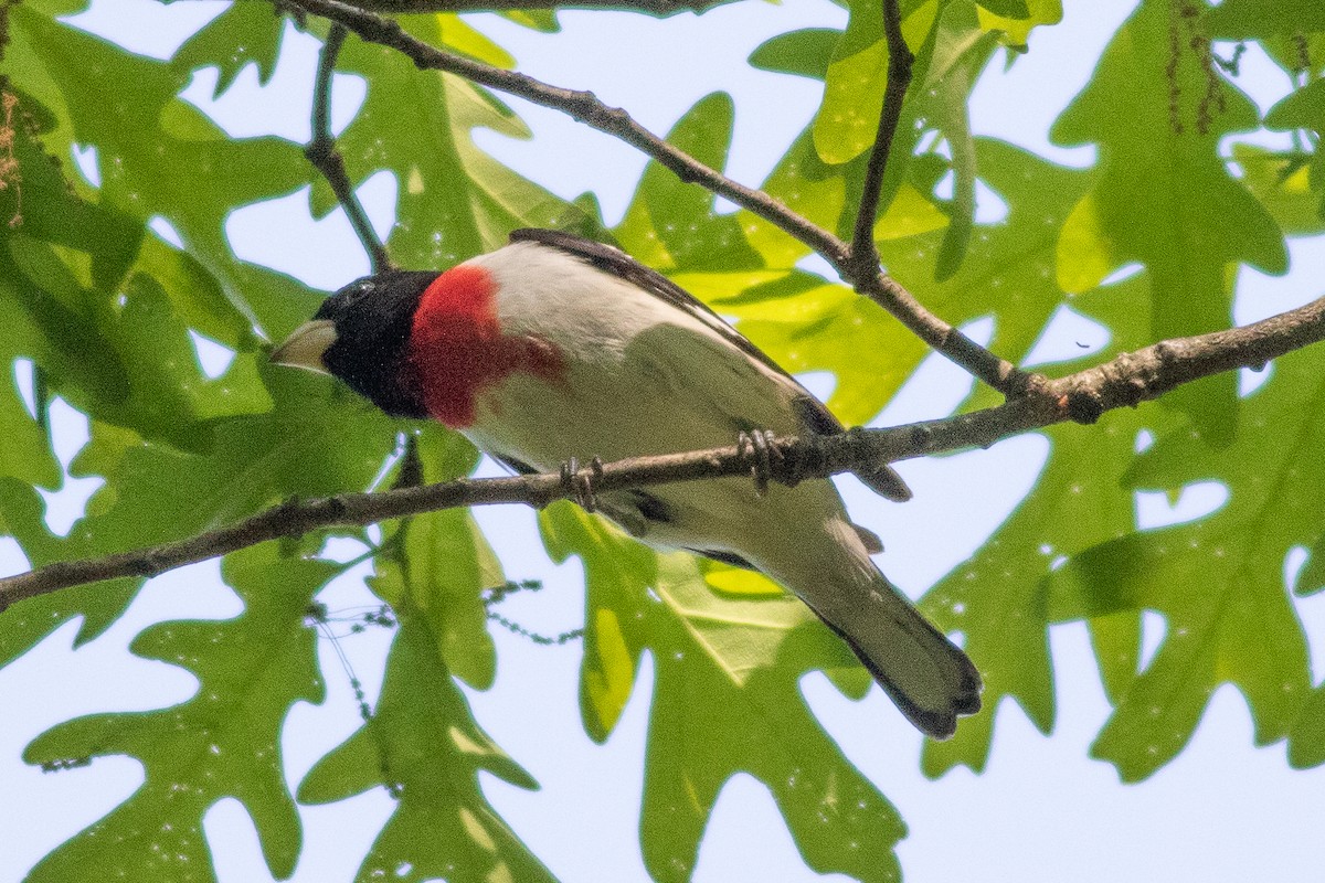 Cardinal à poitrine rose - ML570914371