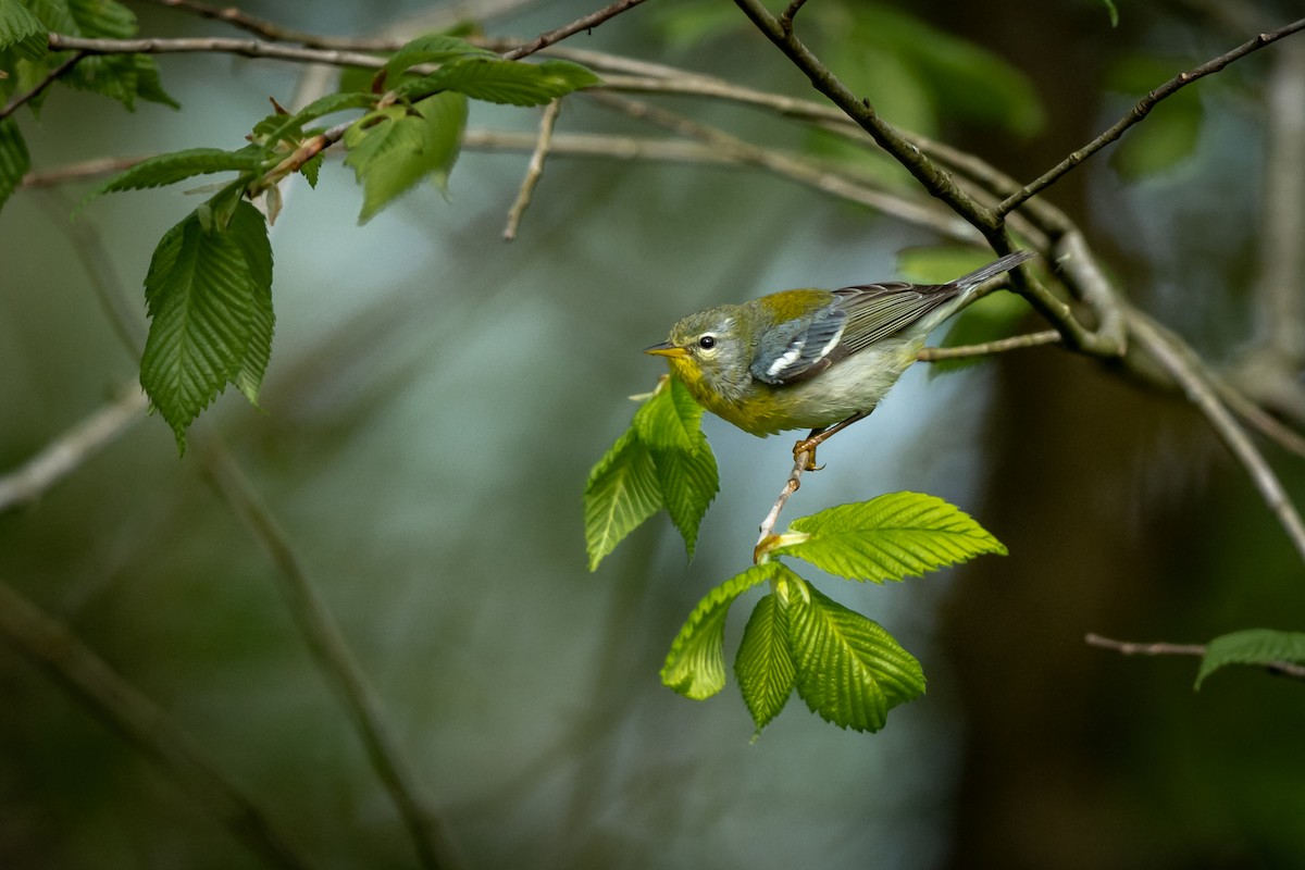 Meisenwaldsänger - ML570916831