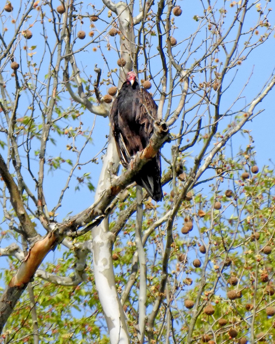 Turkey Vulture - ML570916931