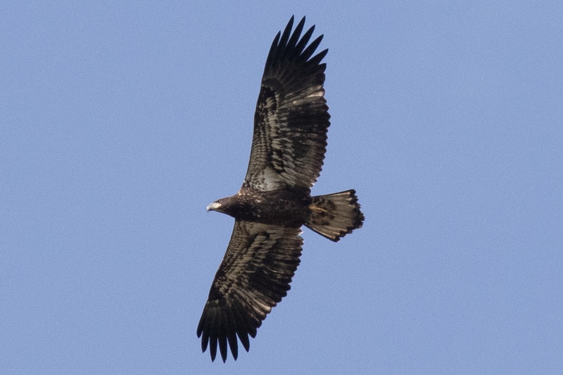 Bald Eagle - David Brown