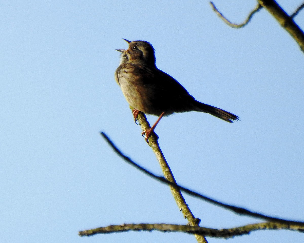 Swamp Sparrow - ML570917851