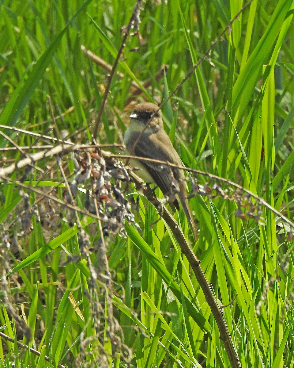 Eastern Phoebe - ML570918251