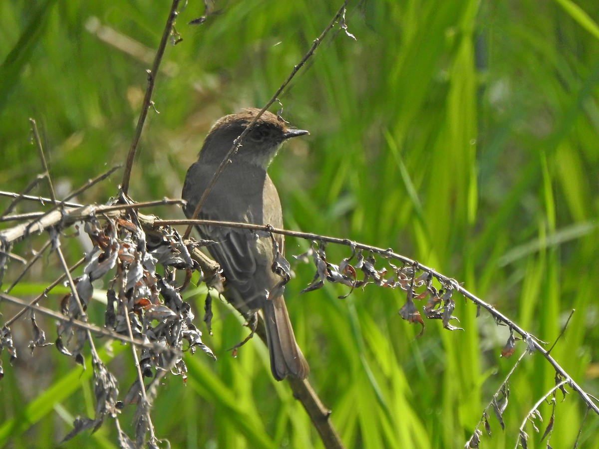 Eastern Phoebe - ML570918281