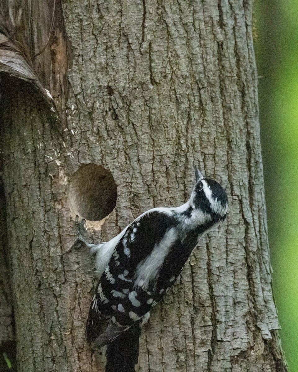 Downy Woodpecker - Peter Rosario