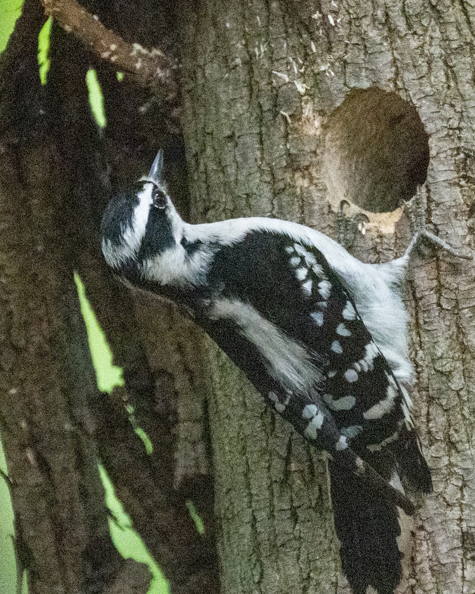 Downy Woodpecker - Peter Rosario