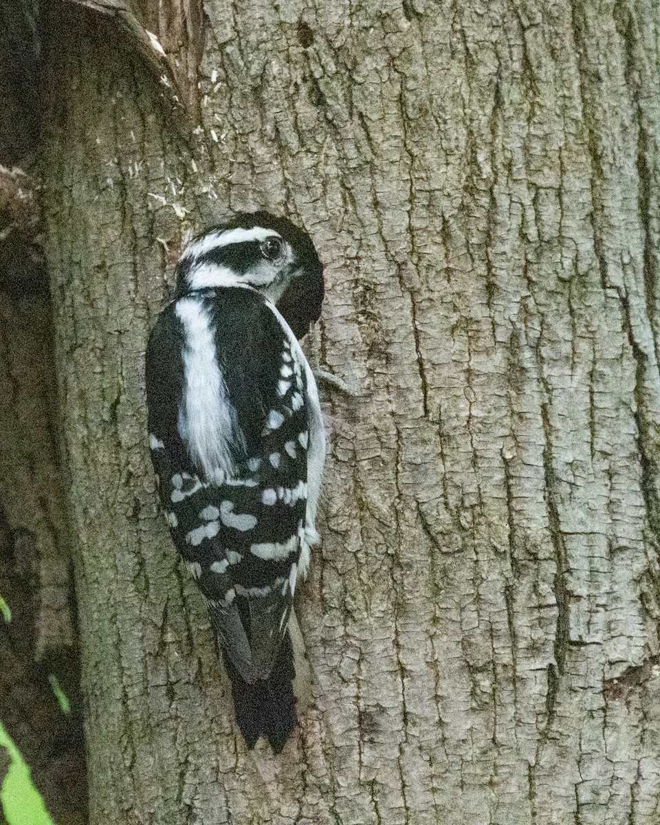 Downy Woodpecker - Peter Rosario