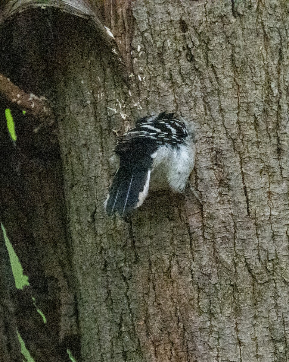 Downy Woodpecker - ML570920201