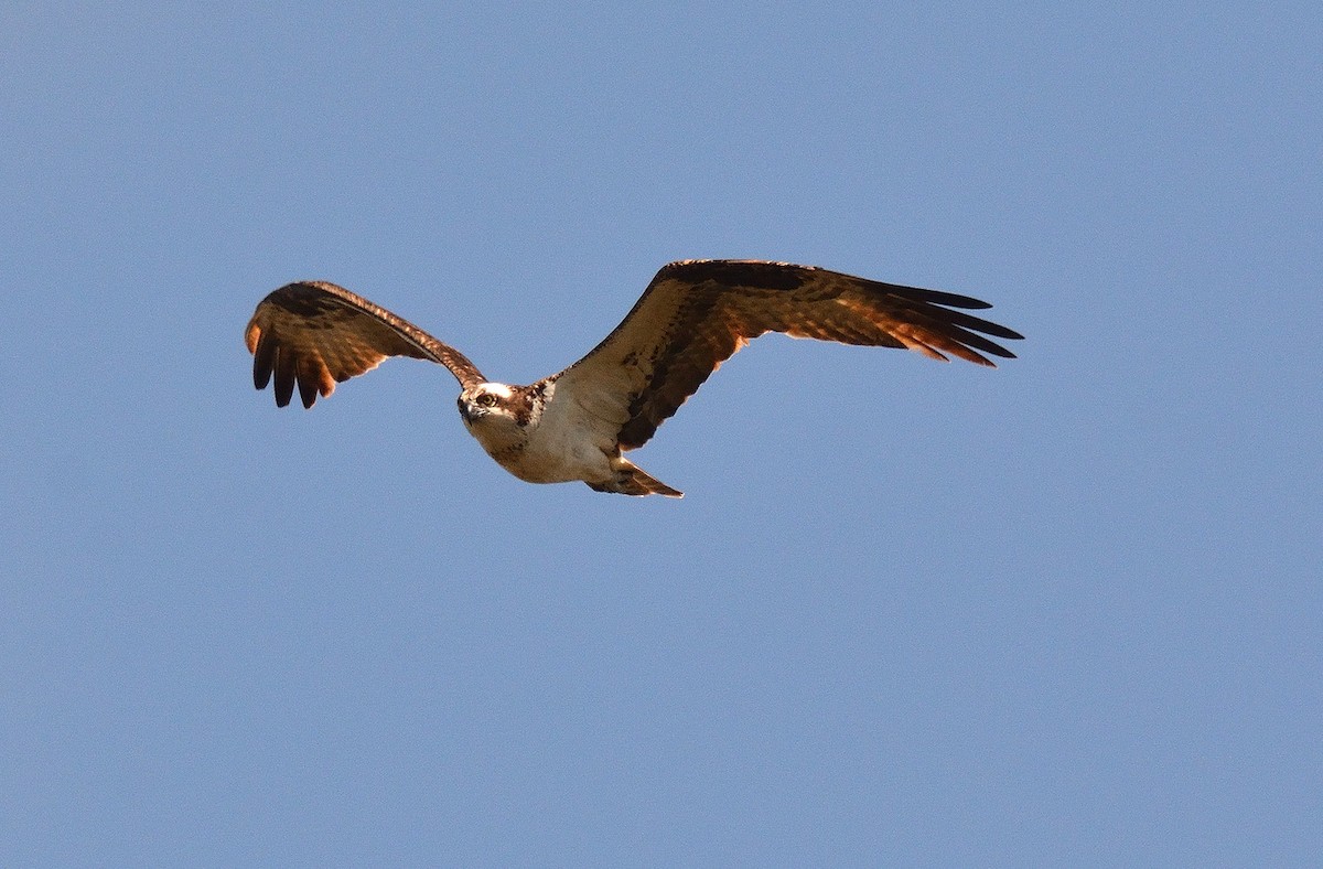 Águila Pescadora - ML570921821