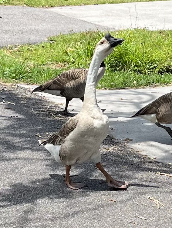 Domestic goose sp. (Domestic type) - ML570922071