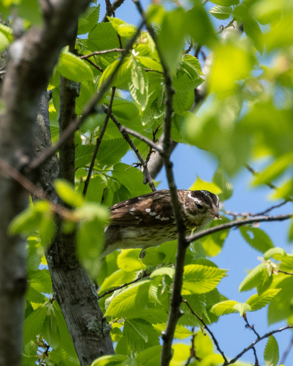 Rose-breasted Grosbeak - ML570922401