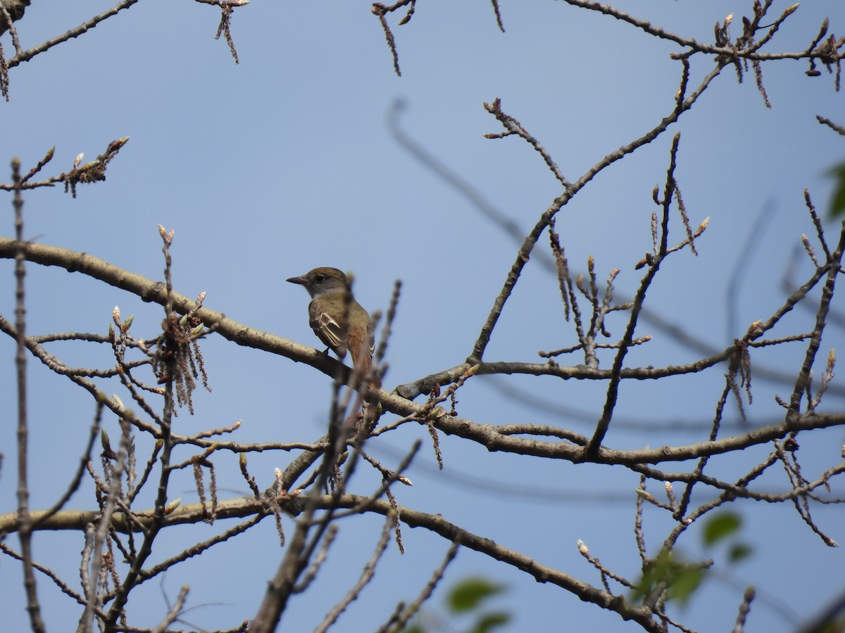 Great Crested Flycatcher - Janet Sippel