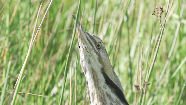 American Bittern - ML570924521