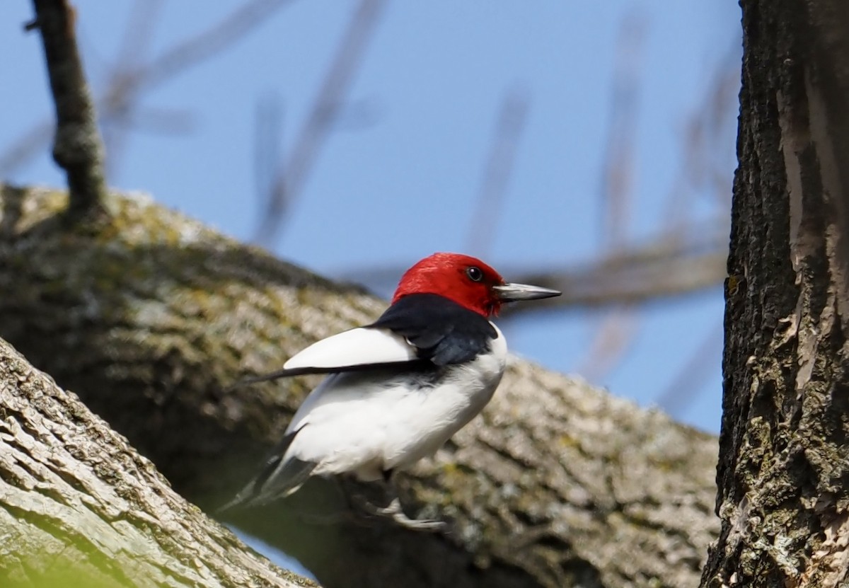 Red-headed Woodpecker - ML570925071