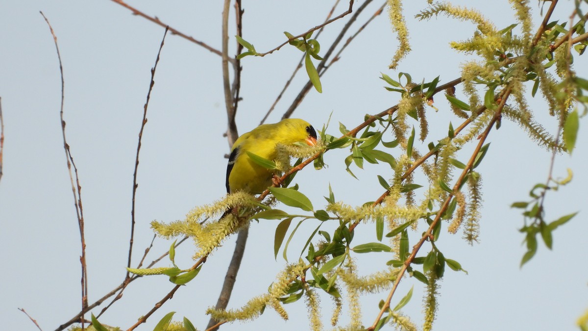 American Goldfinch - ML570928171