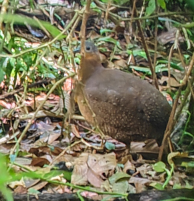 Highland Tinamou - ML570930841