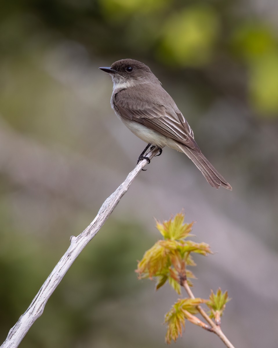 Eastern Phoebe - ML570930991