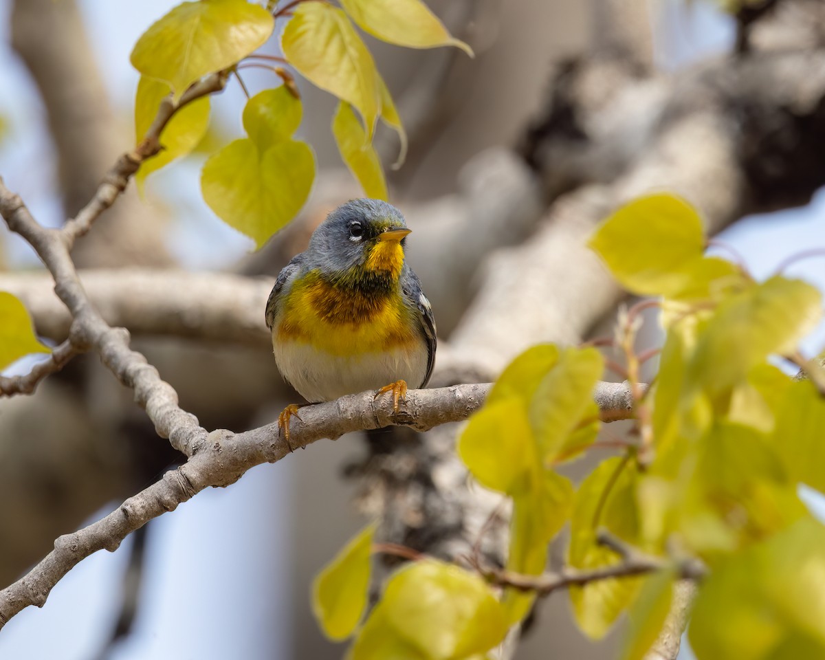 Northern Parula - ML570931131