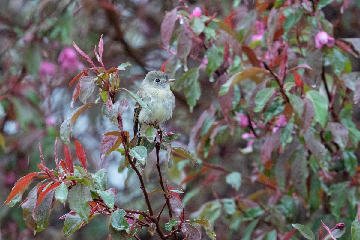 Dusky Flycatcher - ML570931821