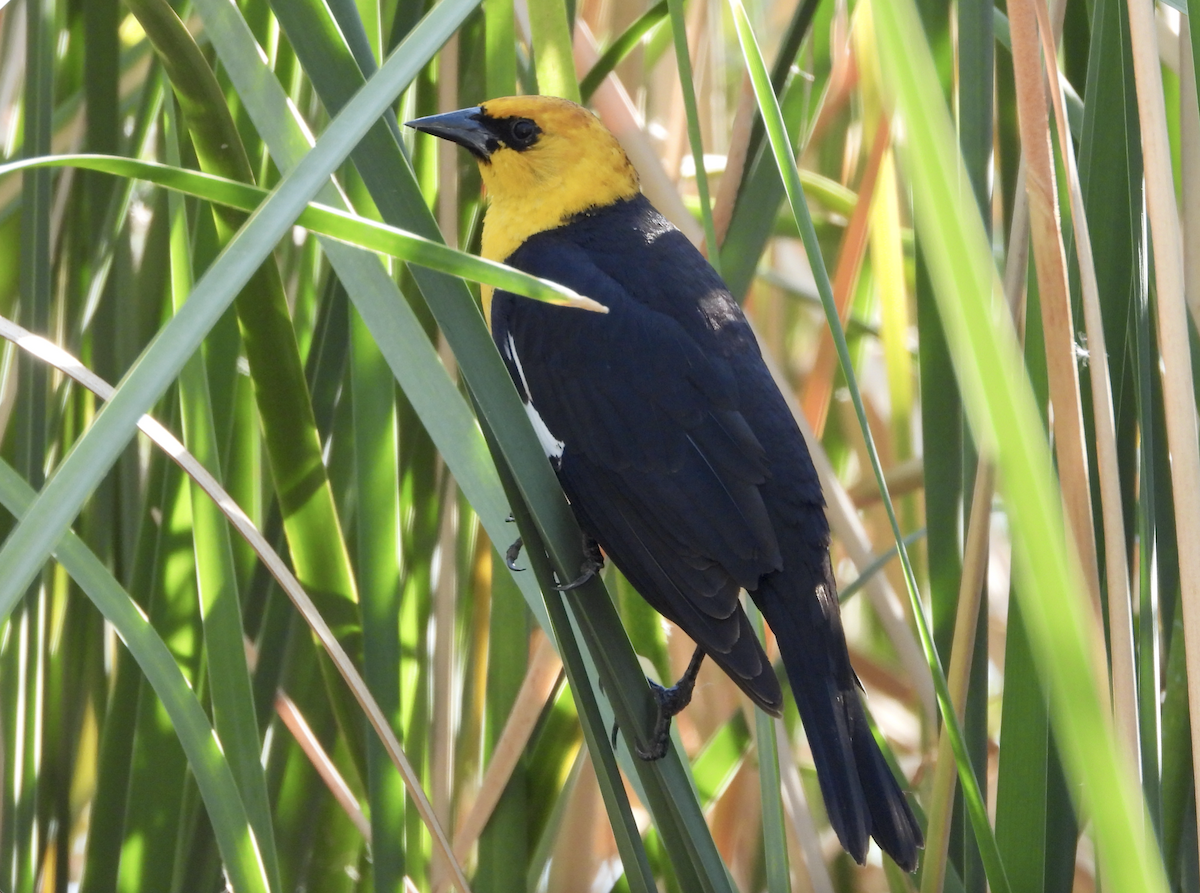 Yellow-headed Blackbird - ML570932131