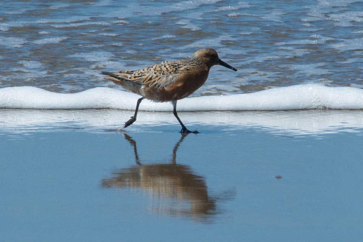 Red Knot - ML57093331