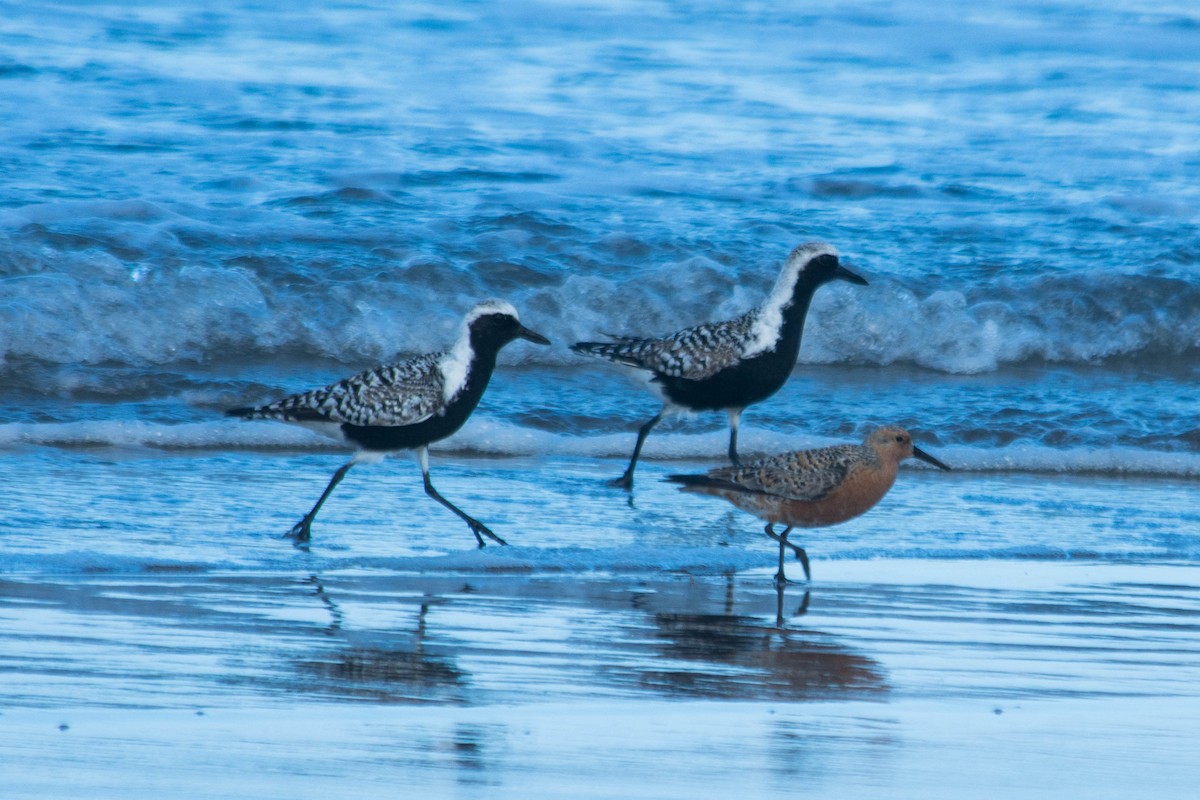 Red Knot - ML57093341