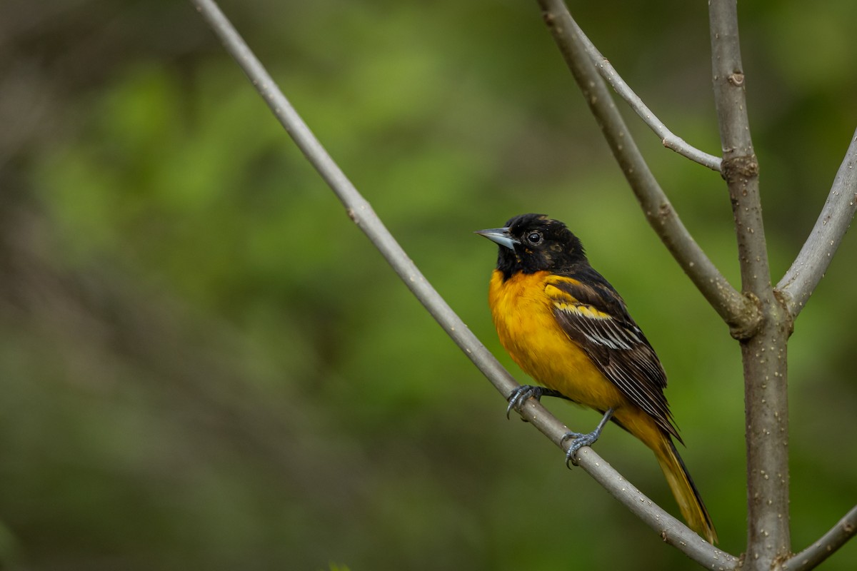 Baltimoretrupial - ML570933411
