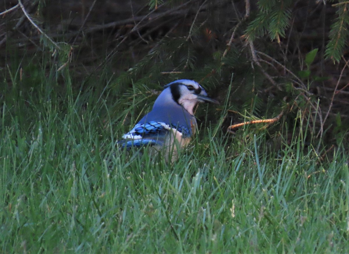 Blue Jay - ML570933441