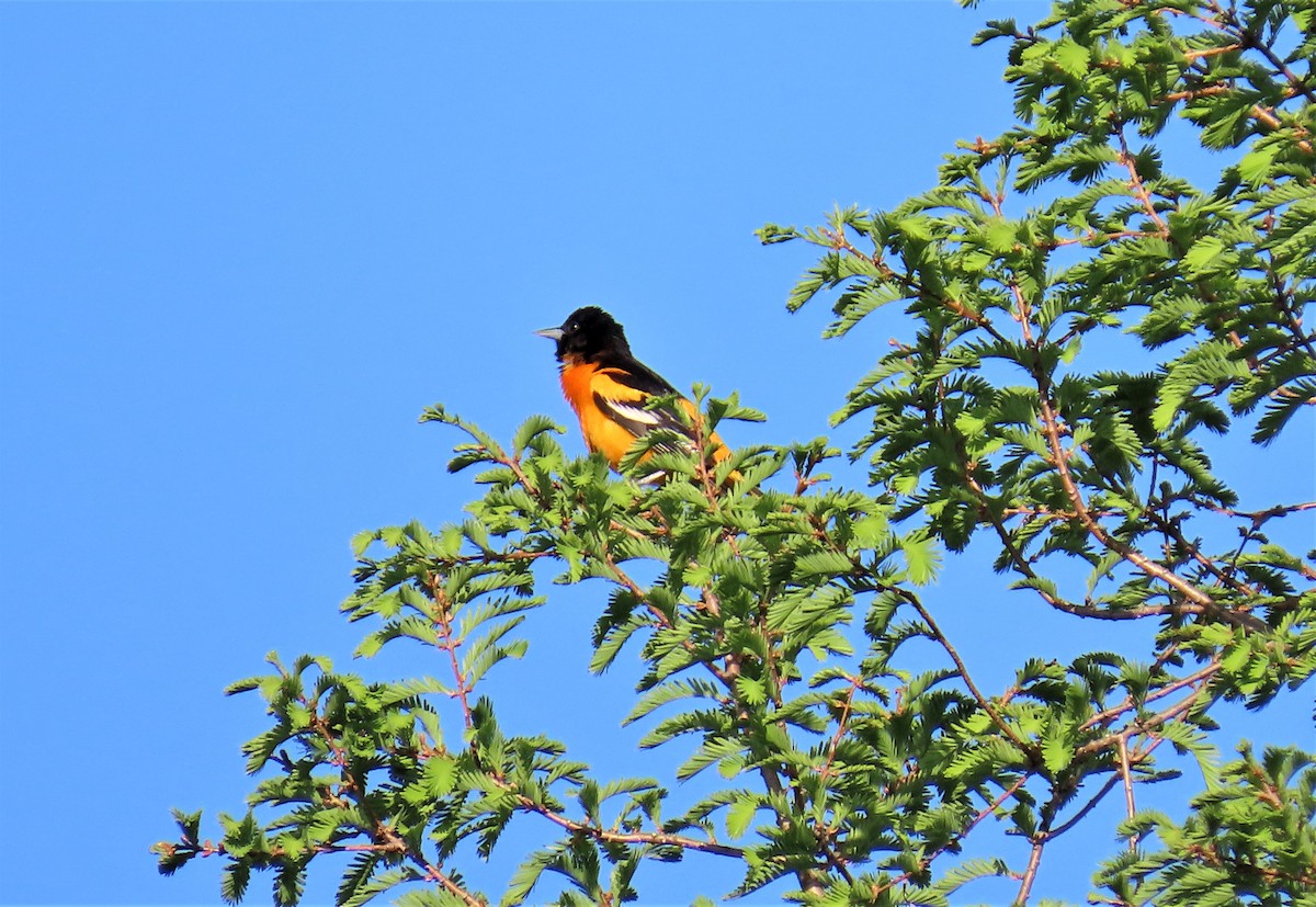 Baltimore Oriole - ML570933611