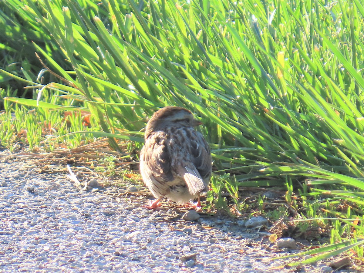 Song Sparrow - ML570933661