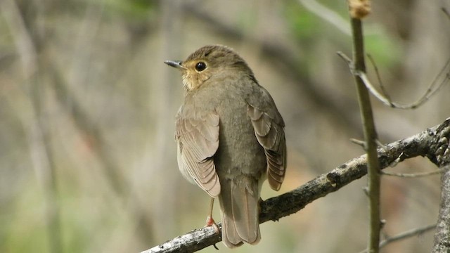 Grive à dos olive - ML570934561