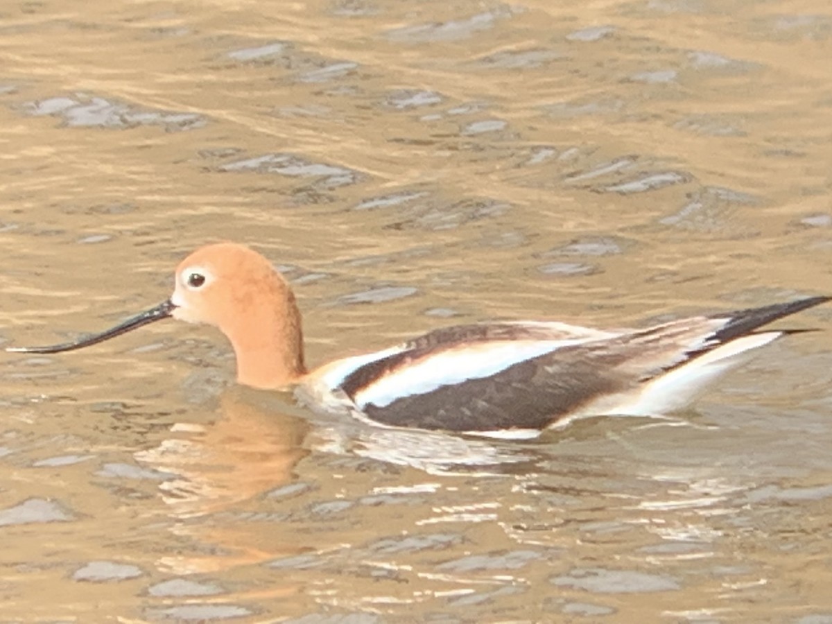 American Avocet - ML570935121