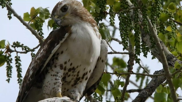 Канюк неоарктичний (підвид borealis) - ML570935711