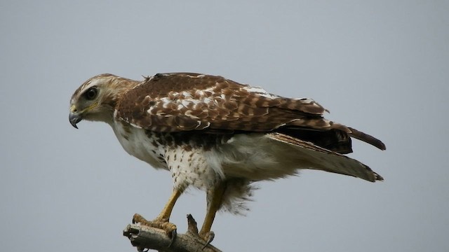 káně rudochvostá (ssp. borealis) - ML570936051