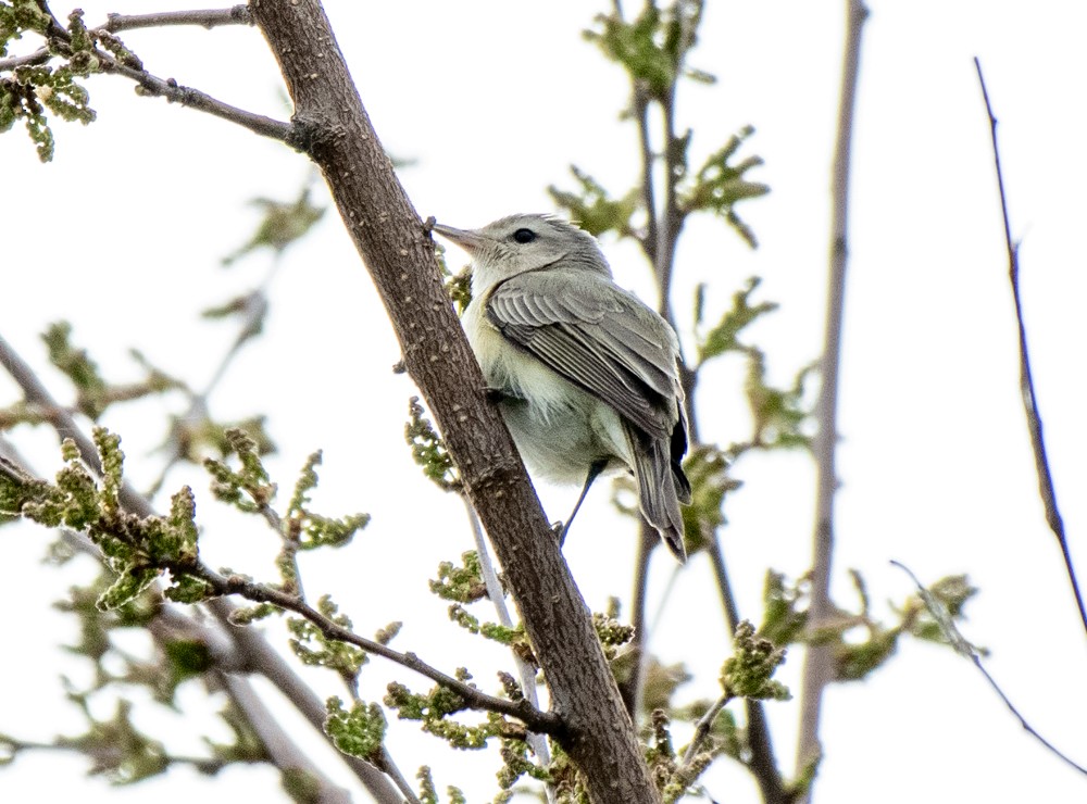 Warbling Vireo (Eastern) - ML570936311