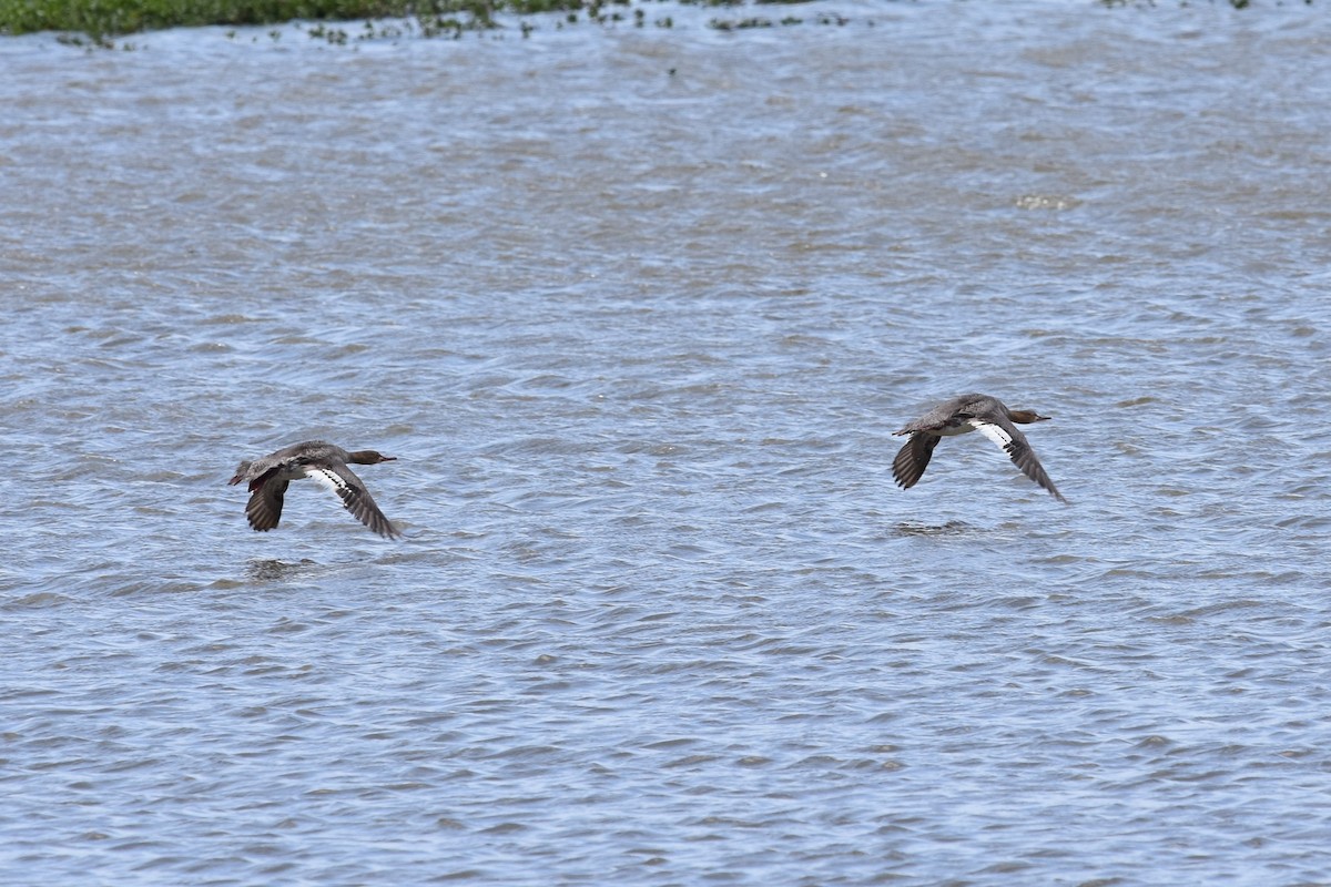 Red-breasted Merganser - ML57093651