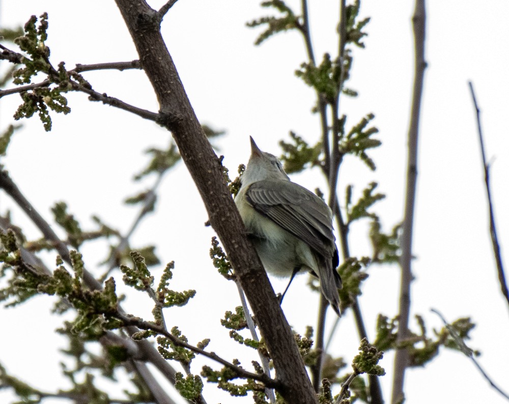 Warbling Vireo (Eastern) - ML570936841