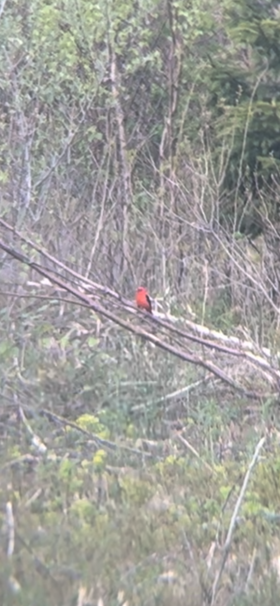 Scarlet Tanager - chel sea