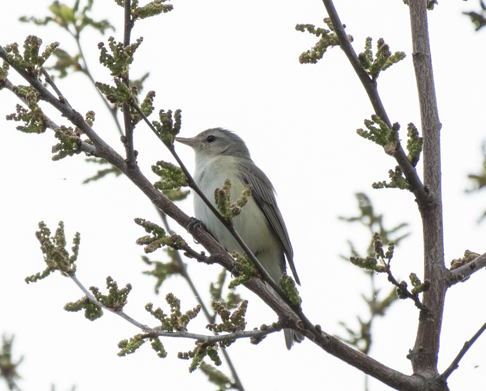 Warbling Vireo (Eastern) - ML570937271