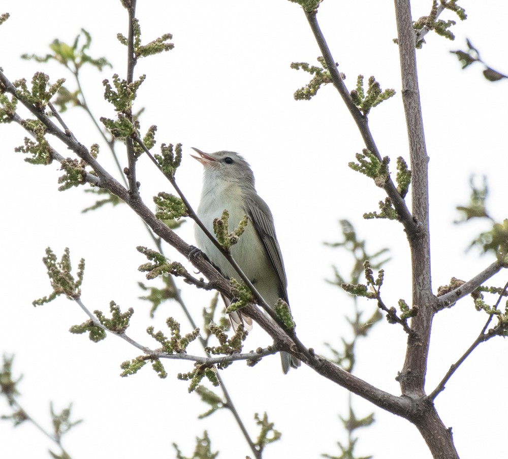 Warbling Vireo (Eastern) - ML570937581