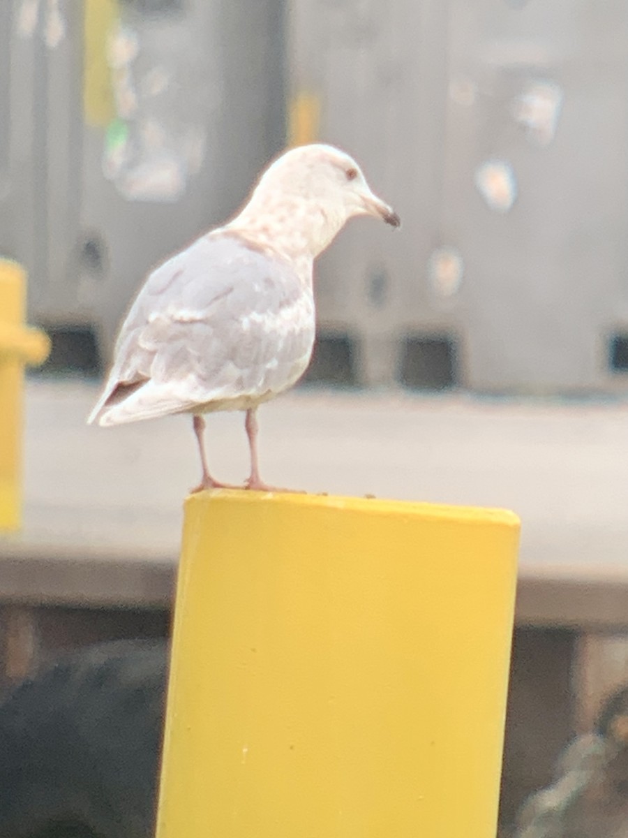 Iceland Gull - ML570937701