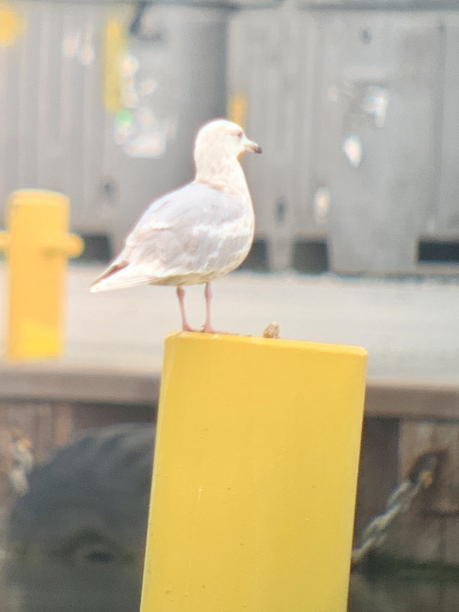 Gaviota Groenlandesa - ML570937711