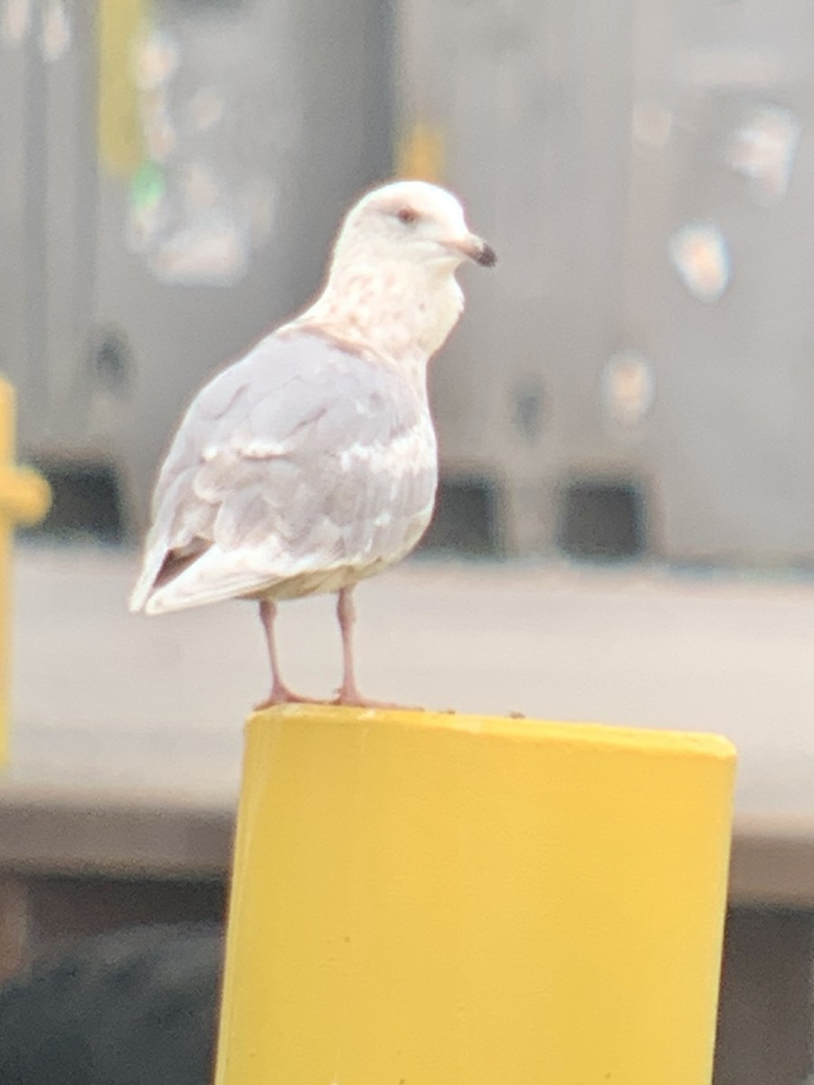 Iceland Gull - ML570937721