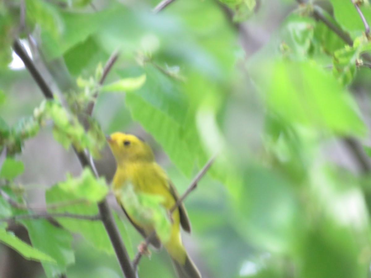 Wilson's Warbler - ML570940111